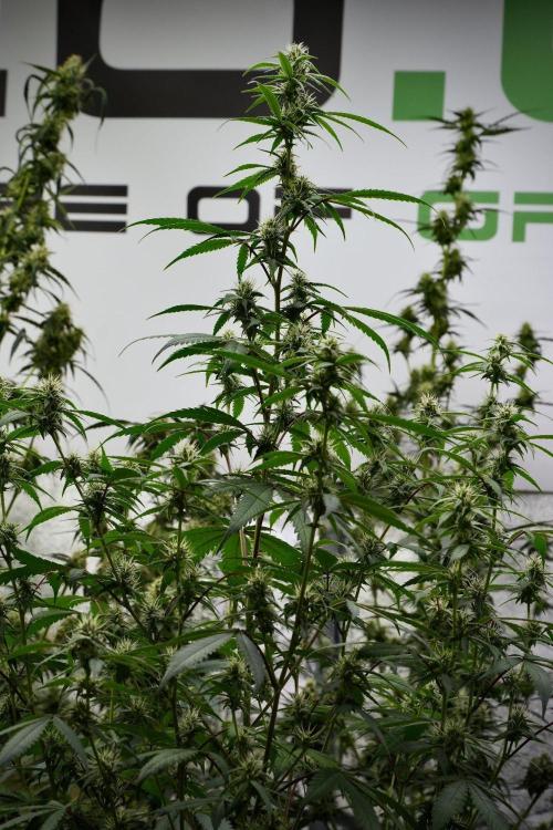 Pheno B Chem Brulee By Zamnesia. Week 9 - Pheno B Chem Brulee
