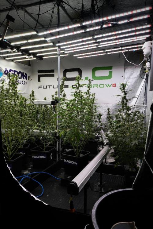 Pheno B Chem Brulee By Zamnesia. Week 9 - Pheno B Chem Brulee