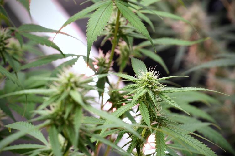Pheno B Chem Brulee By Zamnesia. Week 9 - Pheno B Chem Brulee
