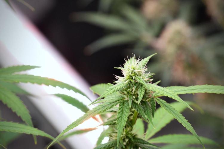 Pheno B Chem Brulee By Zamnesia. Week 9 - Pheno B Chem Brulee