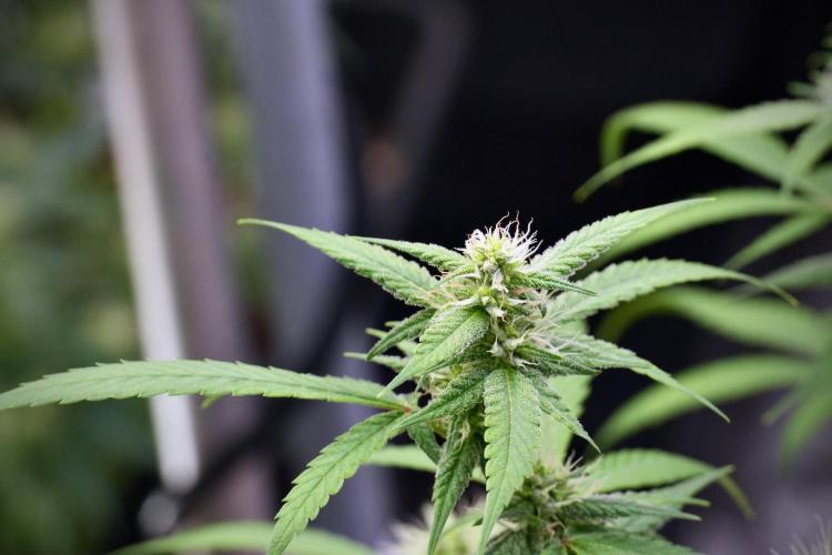Pheno B Chem Brulee By Zamnesia. Week 9 - Pheno B Chem Brulee