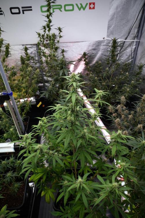 Pheno B Chem Brulee By Zamnesia. Week 9 - Pheno B Chem Brulee