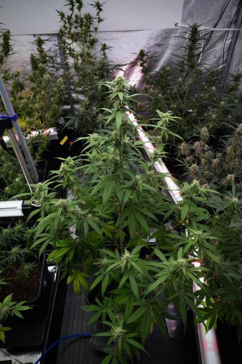 Pheno B Chem Brulee By Zamnesia. Week 9 - Pheno B Chem Brulee