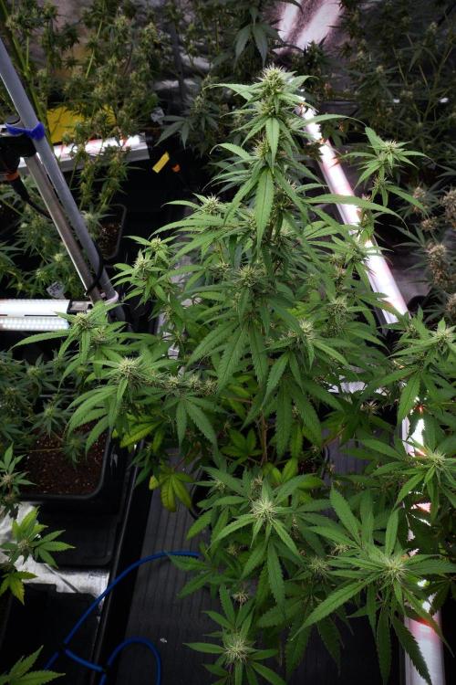 Pheno B Chem Brulee By Zamnesia. Week 9 - Pheno B Chem Brulee