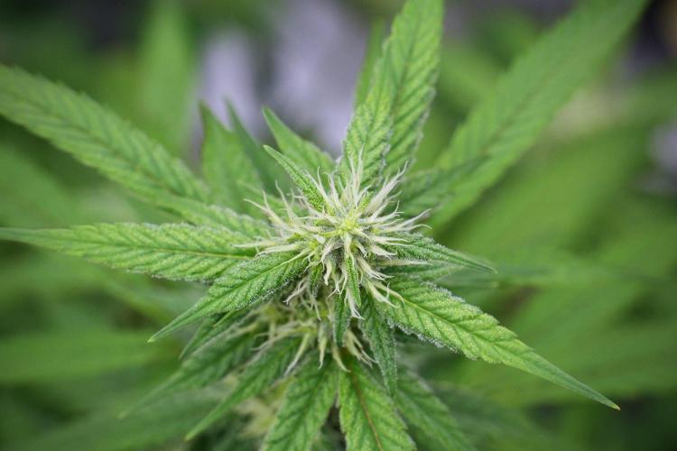 Pheno B Chem Brulee By Zamnesia. Week 9 - Pheno B Chem Brulee