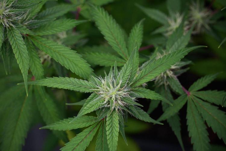 Pheno B Chem Brulee By Zamnesia. Week 9 - Pheno B Chem Brulee