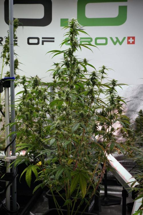 Pheno B Chem Brulee By Zamnesia. Week 9 - Pheno B Chem Brulee