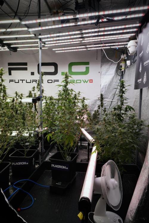Pheno B Chem Brulee By Zamnesia. Week 9 - Pheno B Chem Brulee