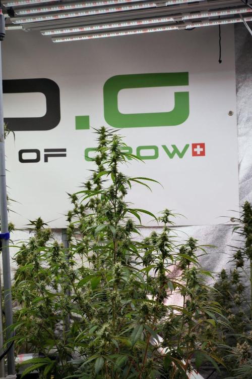 Pheno B Chem Brulee By Zamnesia. Week 9 - Pheno B Chem Brulee