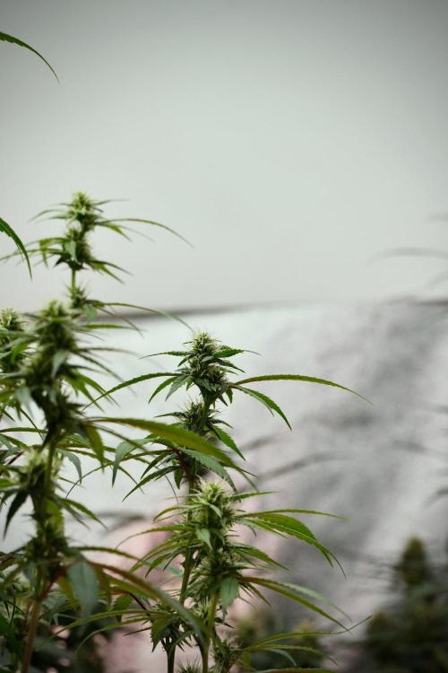 Pheno B Chem Brulee By Zamnesia. Week 9 - Pheno B Chem Brulee