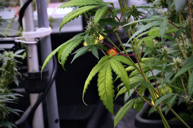 Pheno B Chem Brulee By Zamnesia. Week 9 - Pheno B Chem Brulee