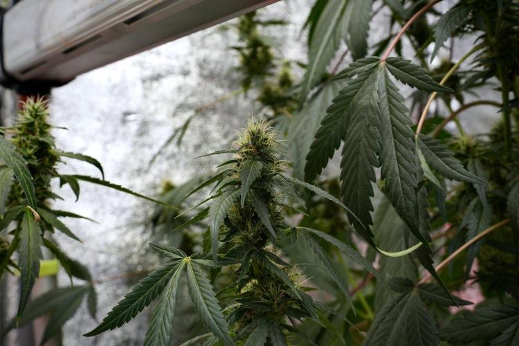 Pheno B God father OG By Zamnesia. Week 9 - Pheno B God father OG