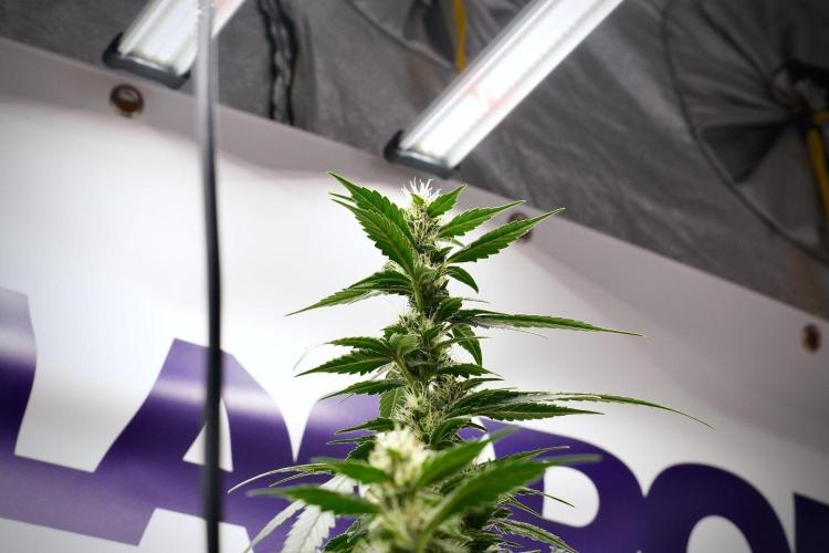 Pheno B God father OG By Zamnesia. Week 9 - Pheno B God father OG