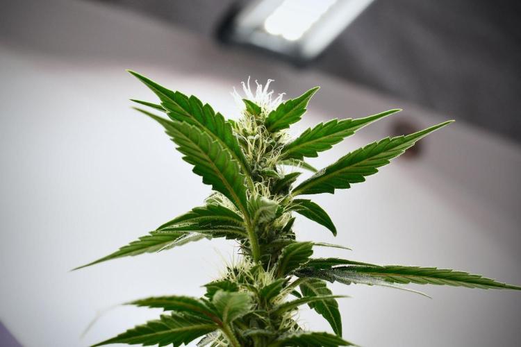 Pheno B God father OG By Zamnesia. Week 9 - Pheno B God father OG