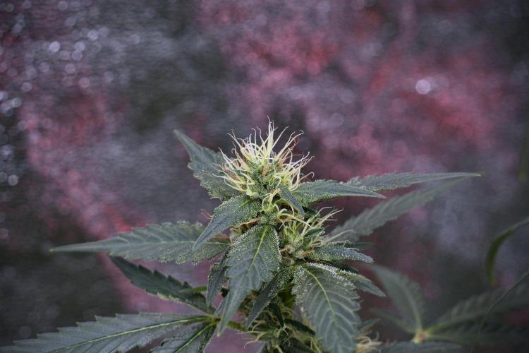 Pheno B God father OG By Zamnesia. Week 9 - Pheno B God father OG