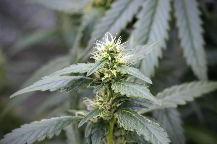 Pheno B God father OG By Zamnesia. Week 9 - Pheno B God father OG