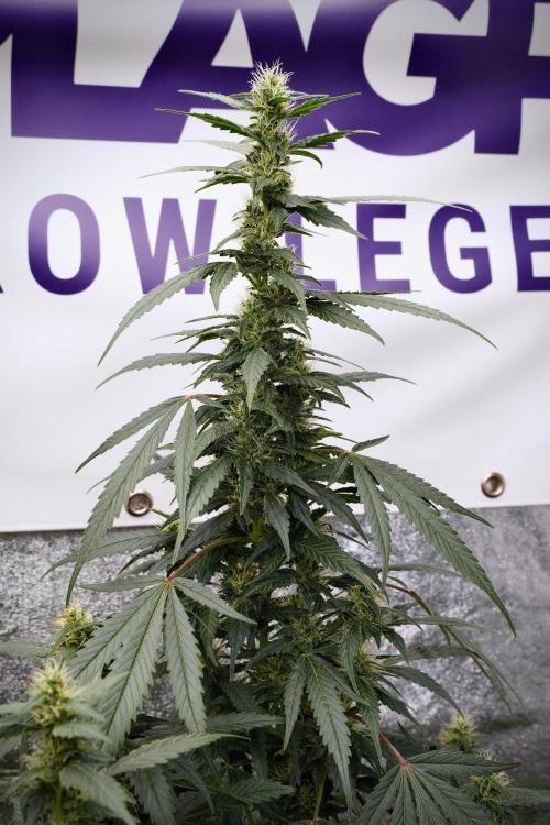 Pheno B God father OG By Zamnesia. Week 9 - Pheno B God father OG