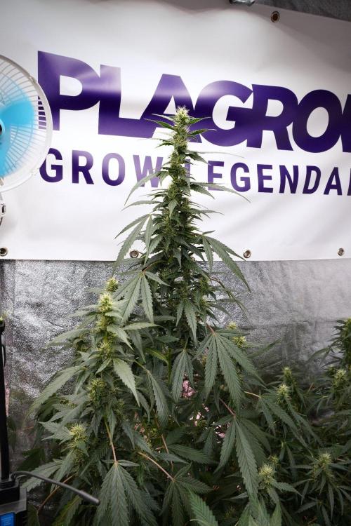 Pheno B God father OG By Zamnesia. Week 9 - Pheno B God father OG
