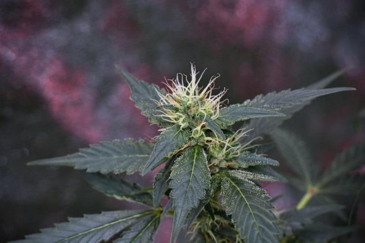 Pheno B God father OG By Zamnesia. Week 9 - Pheno B God father OG