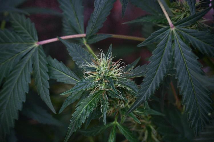 Pheno B God father OG By Zamnesia. Week 9 - Pheno B God father OG