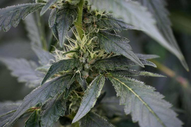 Pheno B God father OG By Zamnesia. Week 9 - Pheno B God father OG
