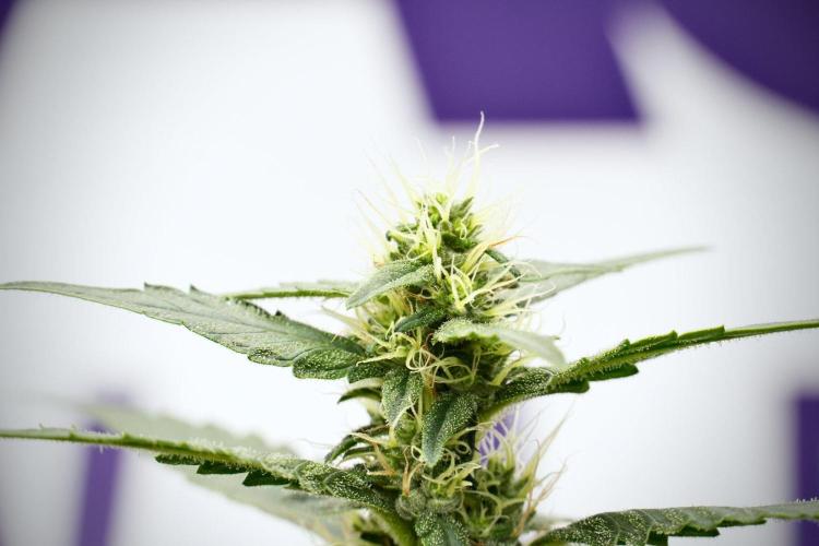 Pheno B God father OG By Zamnesia. Week 9 - Pheno B God father OG