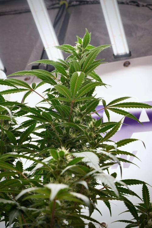 Pheno B God father OG By Zamnesia. Week 9 - Pheno B God father OG