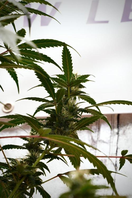 Pheno B God father OG By Zamnesia. Week 9 - Pheno B God father OG