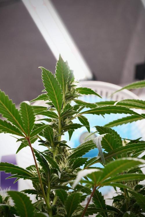 Pheno B God father OG By Zamnesia. Week 9 - Pheno B God father OG