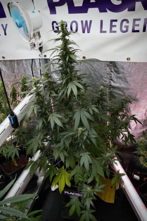 Pheno B God father OG By Zamnesia. Week 9 - Pheno B God father OG