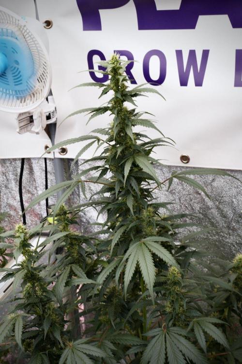 Pheno B God father OG By Zamnesia. Week 9 - Pheno B God father OG