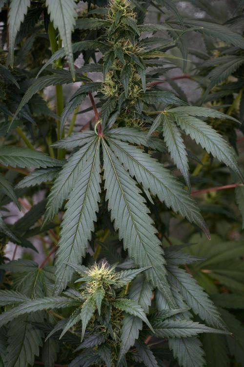 Pheno B God father OG By Zamnesia. Week 9 - Pheno B God father OG