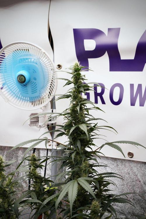 Pheno B God father OG By Zamnesia. Week 9 - Pheno B God father OG