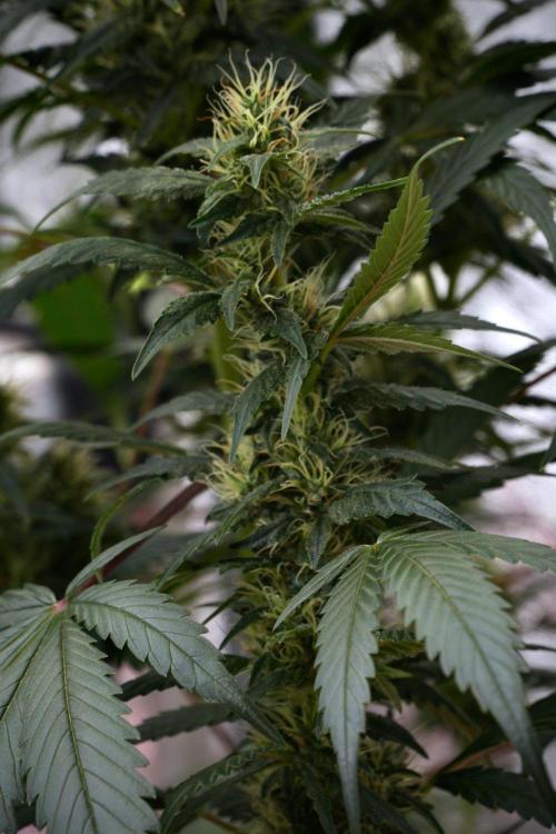 Pheno B God father OG By Zamnesia. Week 9 - Pheno B God father OG
