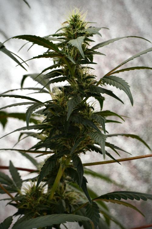 Pheno B God father OG By Zamnesia. Week 9 - Pheno B God father OG