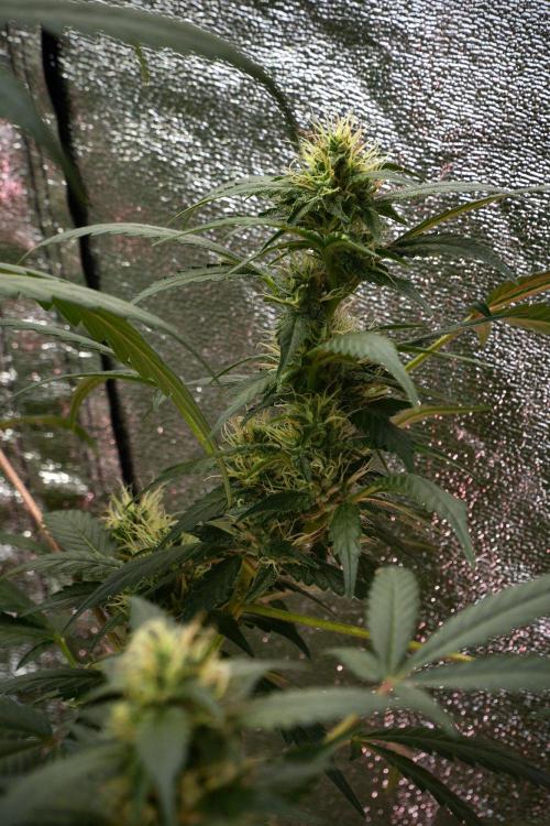 Pheno B God father OG By Zamnesia. Week 9 - Pheno B God father OG