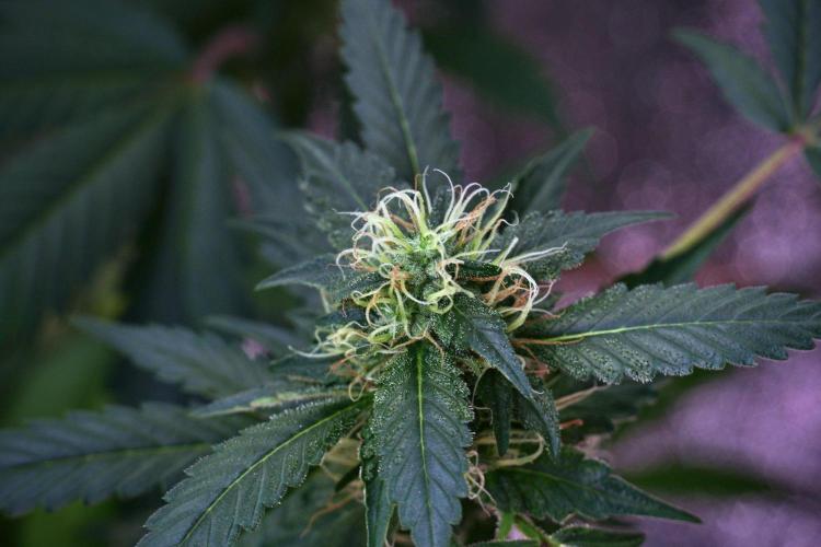 Pheno B God father OG By Zamnesia. Week 9 - Pheno B God father OG