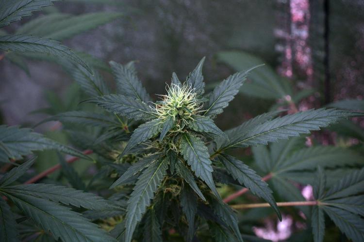 Pheno B God father OG By Zamnesia. Week 9 - Pheno B God father OG