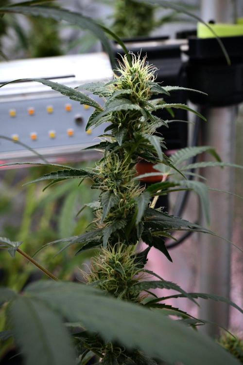 Pheno B God father OG By Zamnesia. Week 9 - Pheno B God father OG
