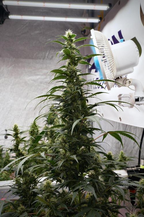 Pheno B God father OG By Zamnesia. Week 9 - Pheno B God father OG