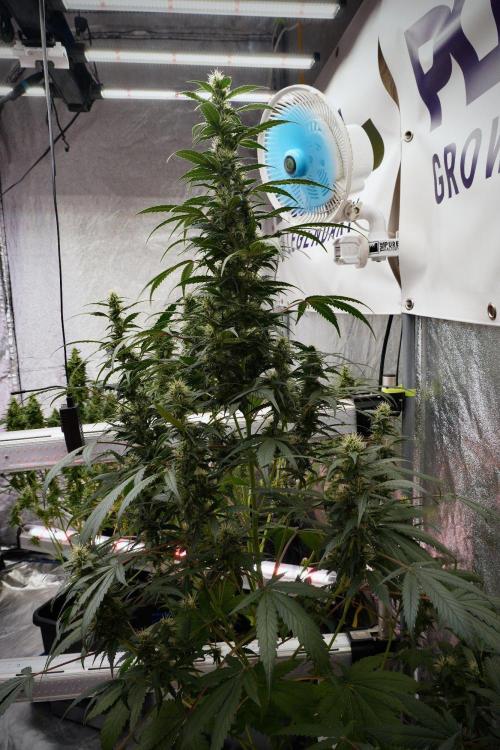 Pheno B God father OG By Zamnesia. Week 9 - Pheno B God father OG