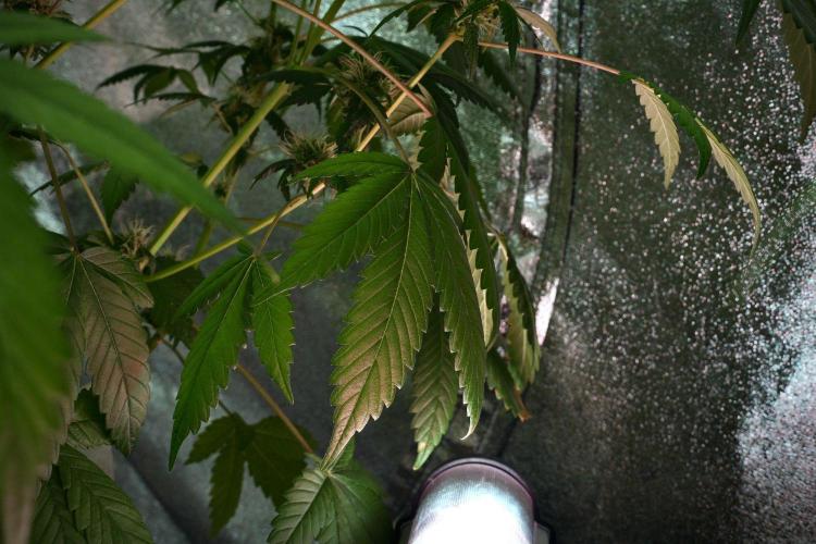 Pheno B God father OG By Zamnesia. Week 9 - Pheno B God father OG