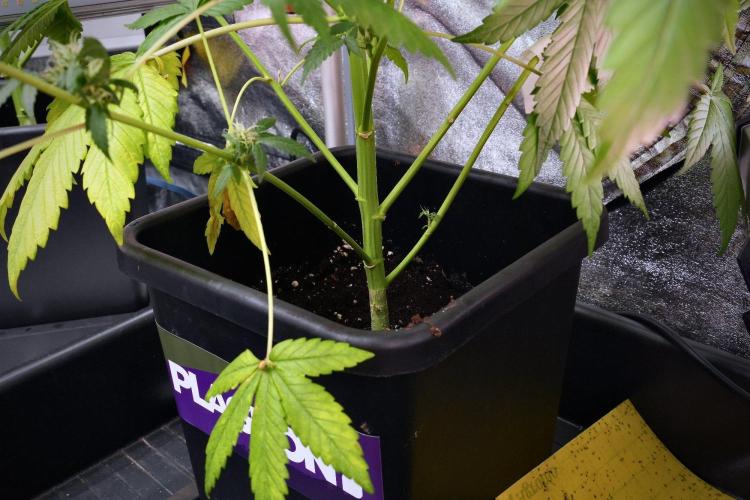 Pheno B God father OG By Zamnesia. Week 9 - Pheno B God father OG