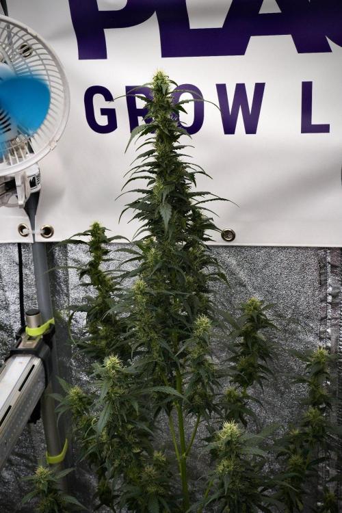 Pheno B God father OG By Zamnesia. Week 9 - Pheno B God father OG