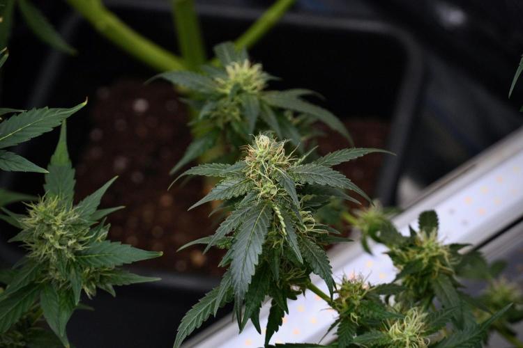 Pheno B God father OG By Zamnesia. Week 9 - Pheno B God father OG