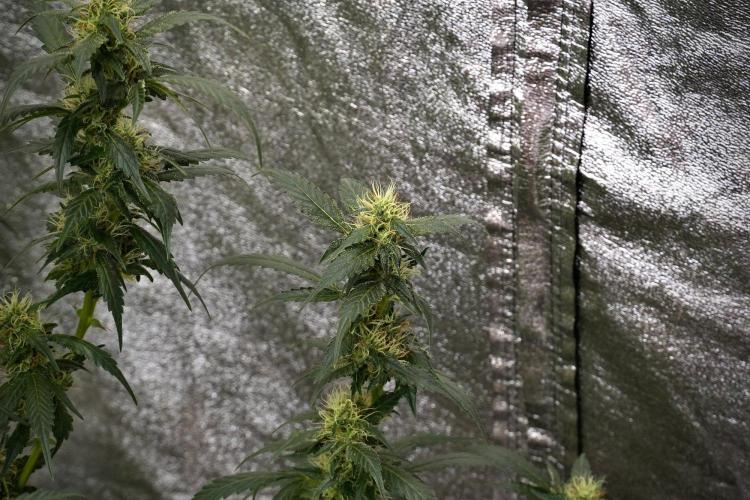 Pheno B God father OG By Zamnesia. Week 9 - Pheno B God father OG