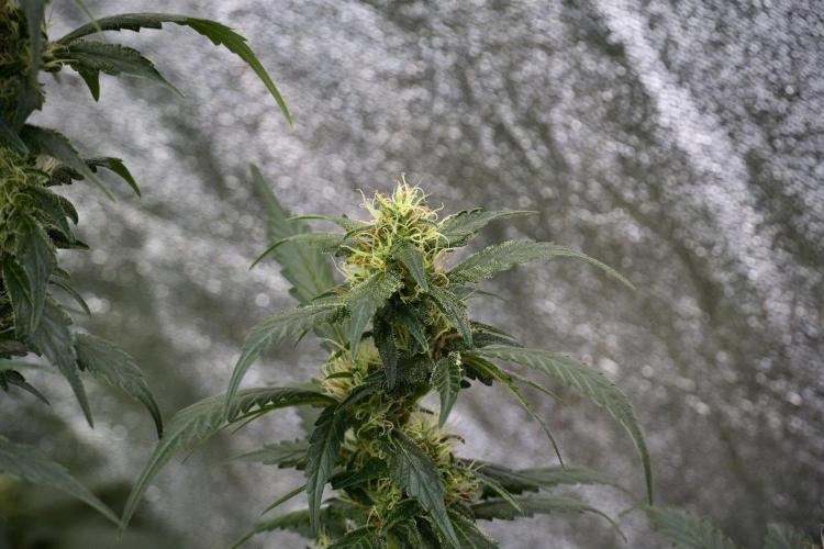 Pheno B God father OG By Zamnesia. Week 9 - Pheno B God father OG