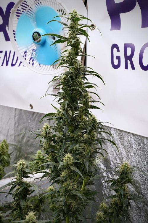 Pheno B God father OG By Zamnesia. Week 9 - Pheno B God father OG