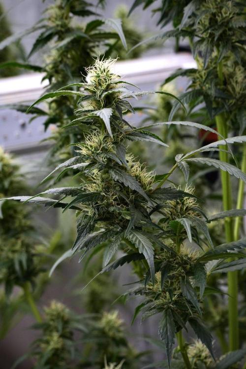 Pheno B God father OG By Zamnesia. Week 9 - Pheno B God father OG