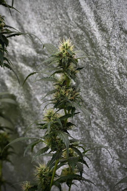 Pheno B God father OG By Zamnesia. Week 9 - Pheno B God father OG